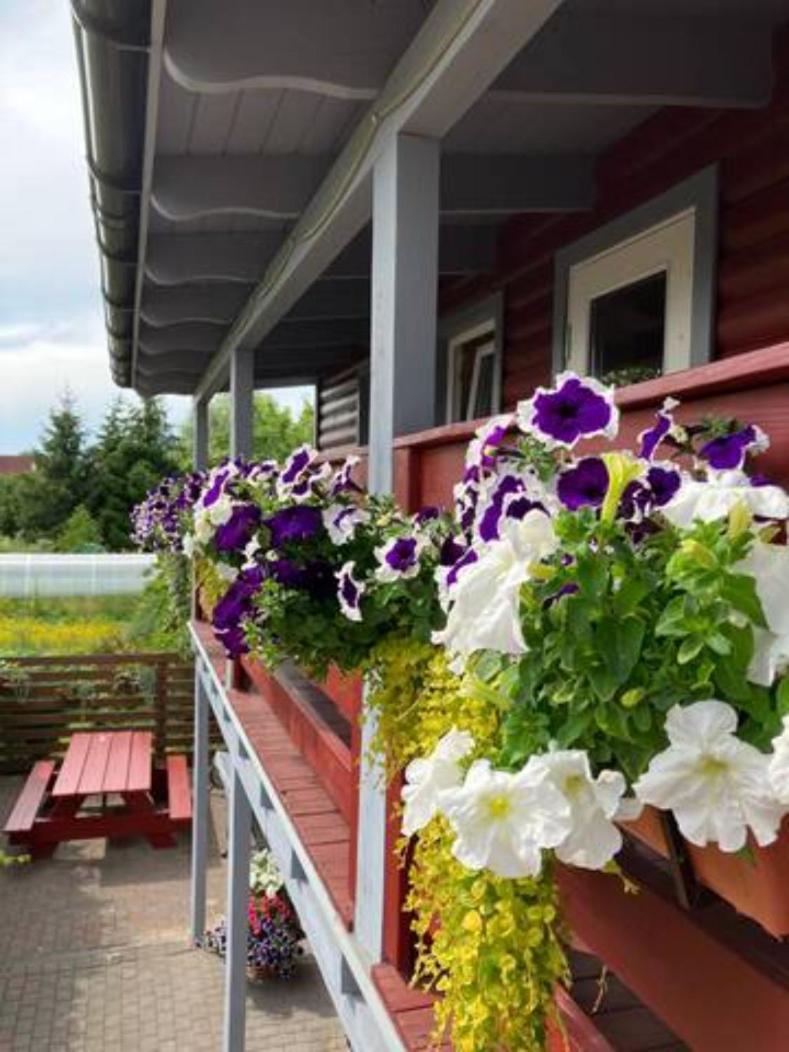 Zelta Abols Hotel Ventspils Bagian luar foto